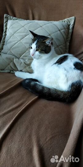 Кастрированный кот котенок