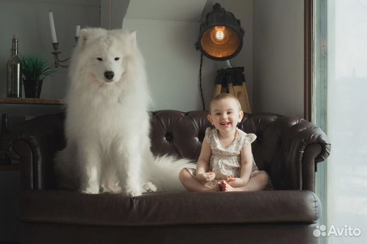 Фотосессия с самоедом