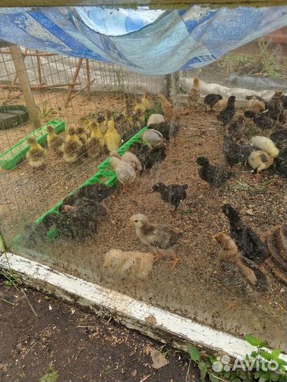 Индоутята. И. Цыплята