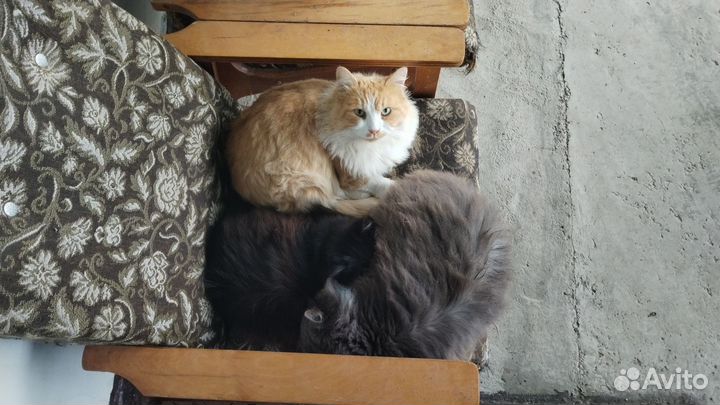 Отдам котов
