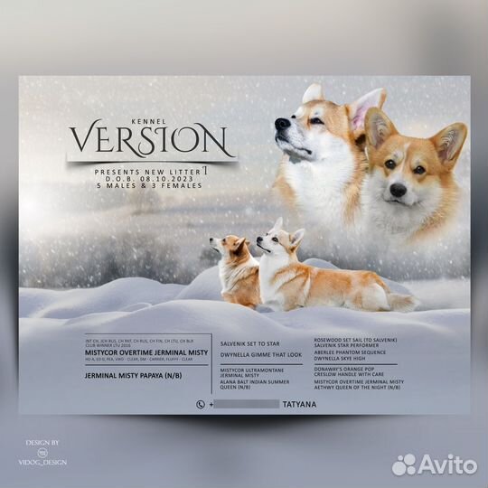 Вельш-корги пемброк