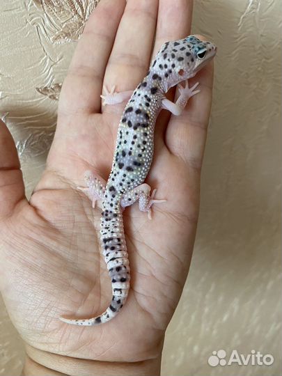 Геккон Эублефар