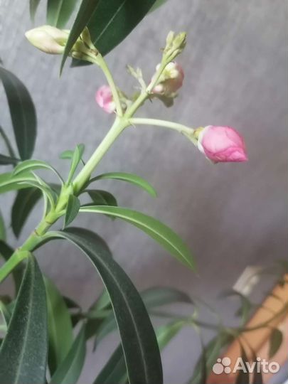 Олеандр розовый