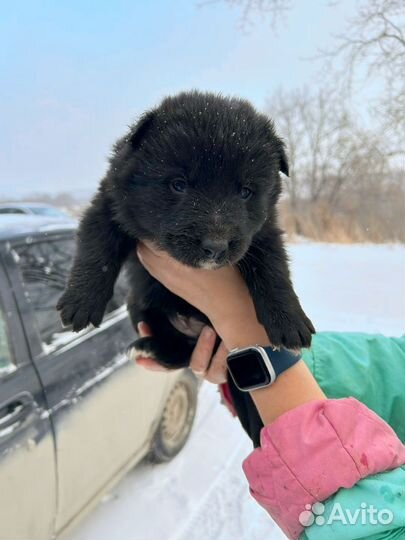 Щенки в добрые руки