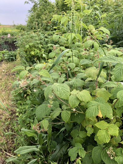 Участок 16 сот. (ИЖС)