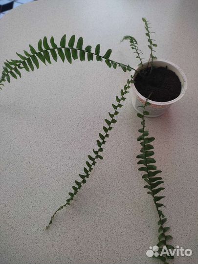 Папоротник карликовый