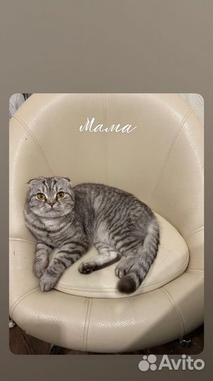 Шотландские котята