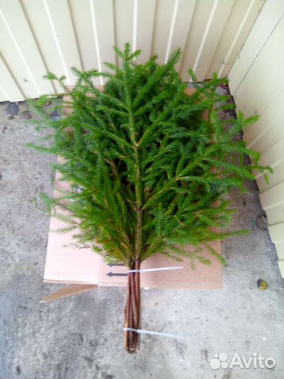 Банные веники