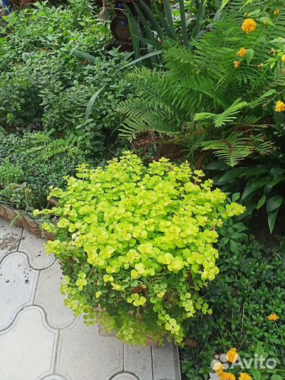 Многолетние цветы, луковицы