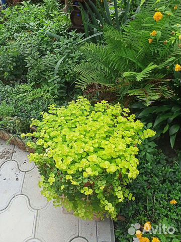 Многолетние цветы, луковицы