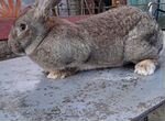 Продажа Кроликов