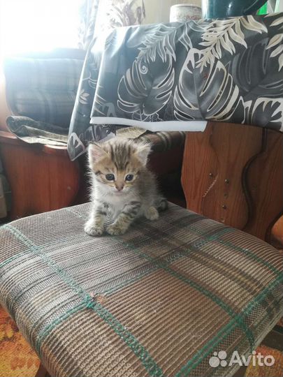 Котята в добрые руки бесплатно, начал кушать сам