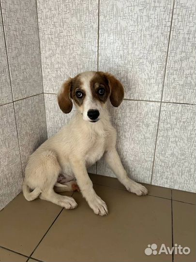 Помогите пристроить щенков