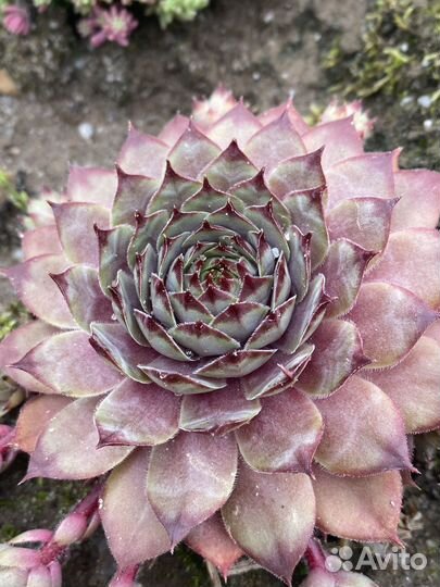 Молодило (каменная роза)