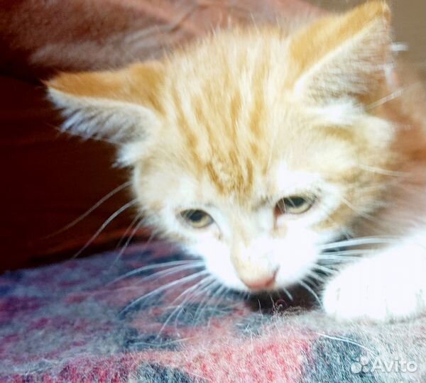 Котёнок в хорошие руки