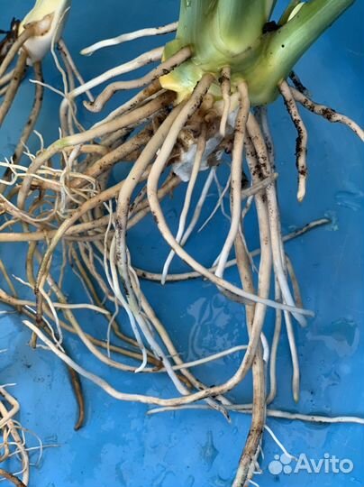 Спатифиллум