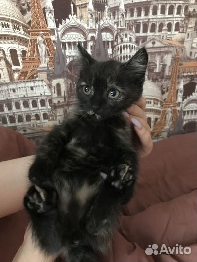 Котята отдам бесплатно