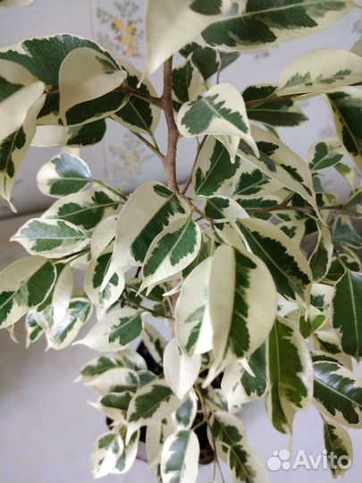 Фикус Бенджамина