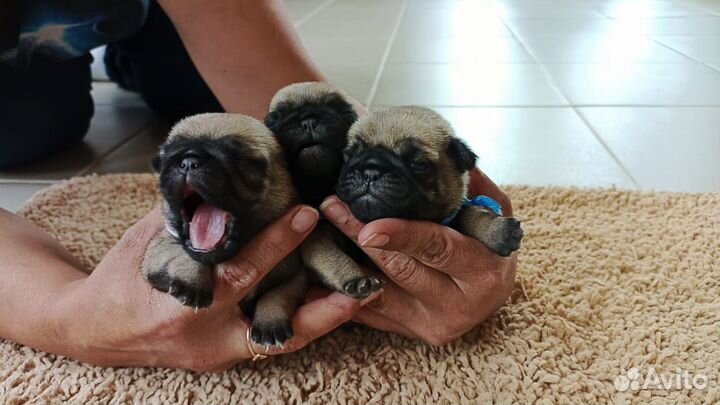 Продам щенков мопса