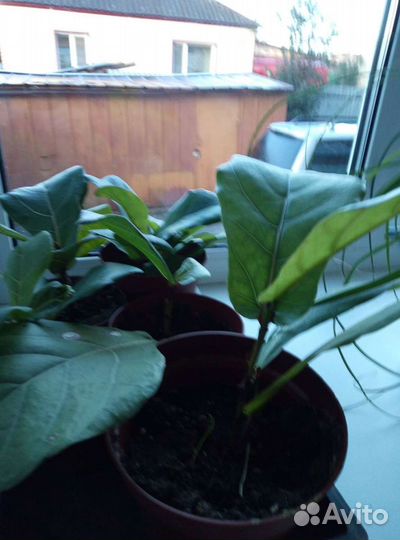 Фикус лирата