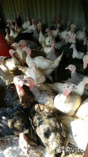 Индюки подрощенные