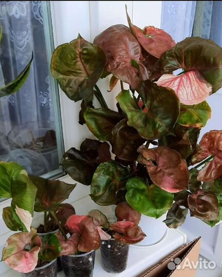 Сингониумы