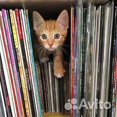 Виниловые пластинки со всего мира. Любые