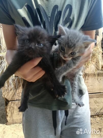 Крошки в добрые руки