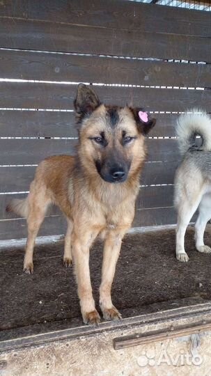 Две сестренки