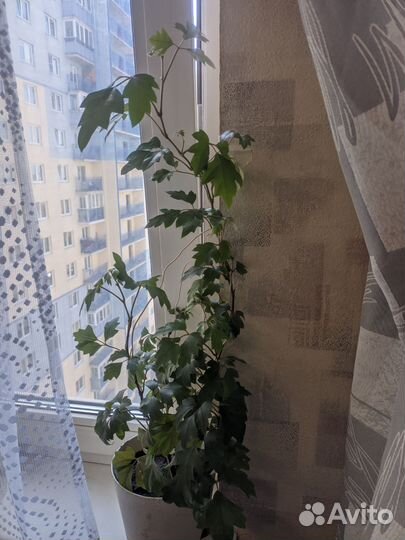 Шеффлера вариегатная, циссус