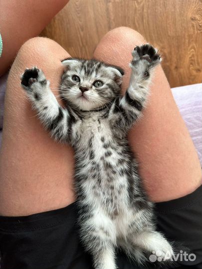 Шотландская вислоухая кошка