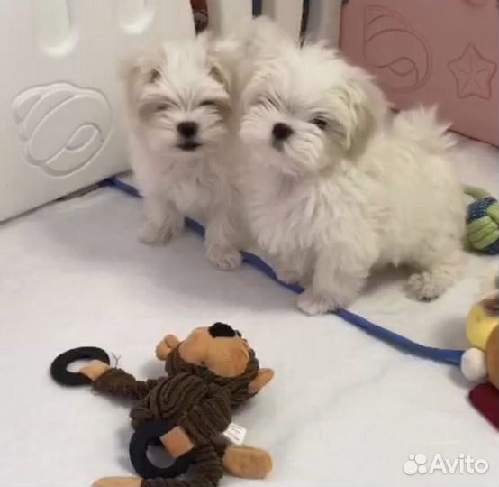 Мальтийская болонка Мальтезе