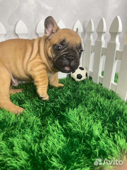 Французский бульдог