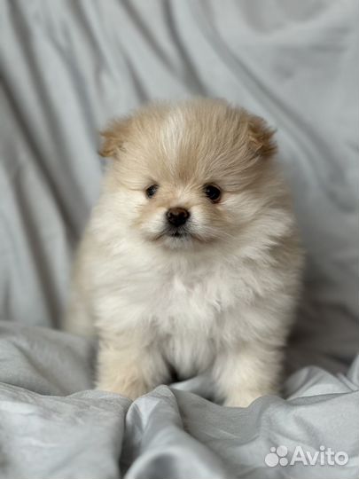 Померанский шпиц