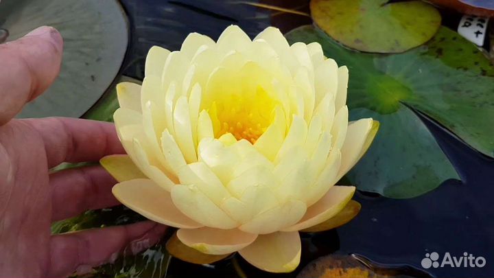 Нимфея Lemon Meringue