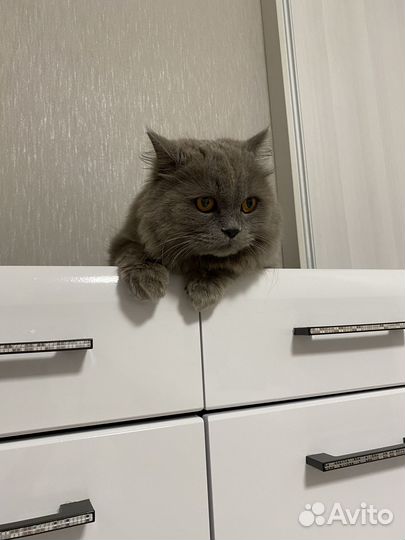 Отдам в хорошие руки