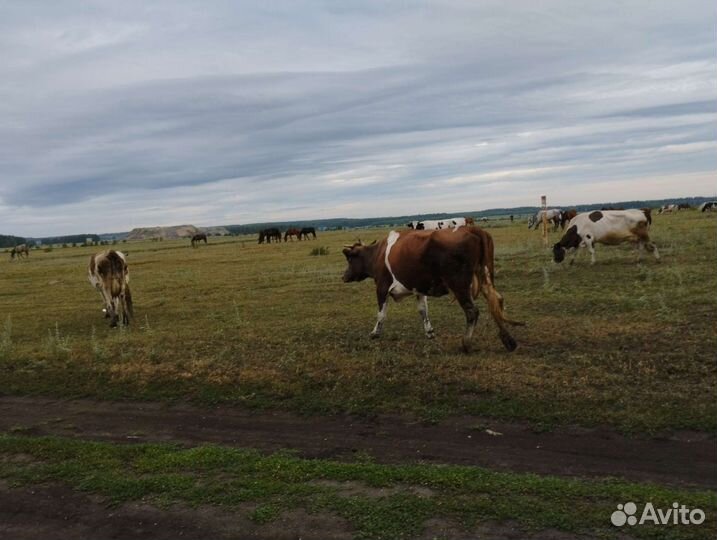 Корова дойная