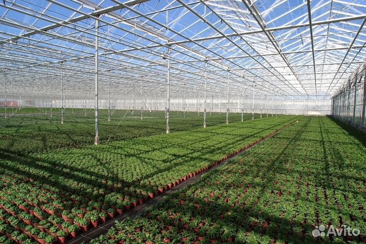 Опт теплица арочная и прямостенная