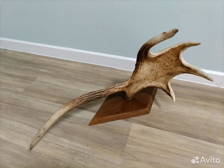 Продам рога лося на стену