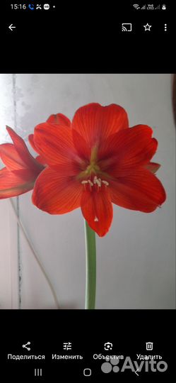 Цветок Гипеаструм