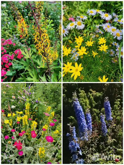 Многолетние растения для сада