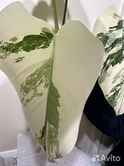 Монстера вариегатная alba