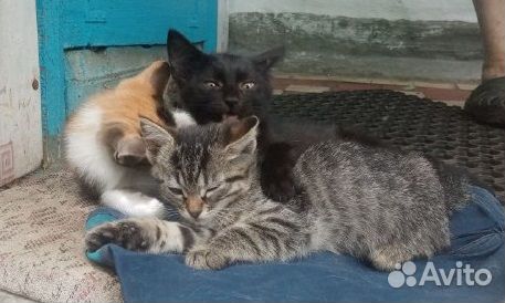 Котята в добрые руки