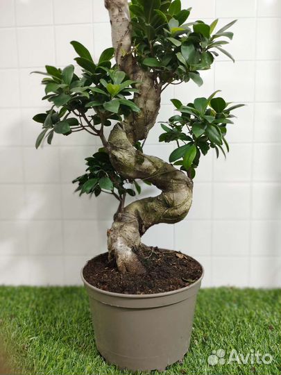 Фикус гинсенг