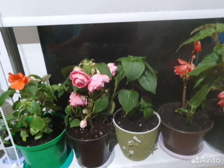 Комнатные цветы