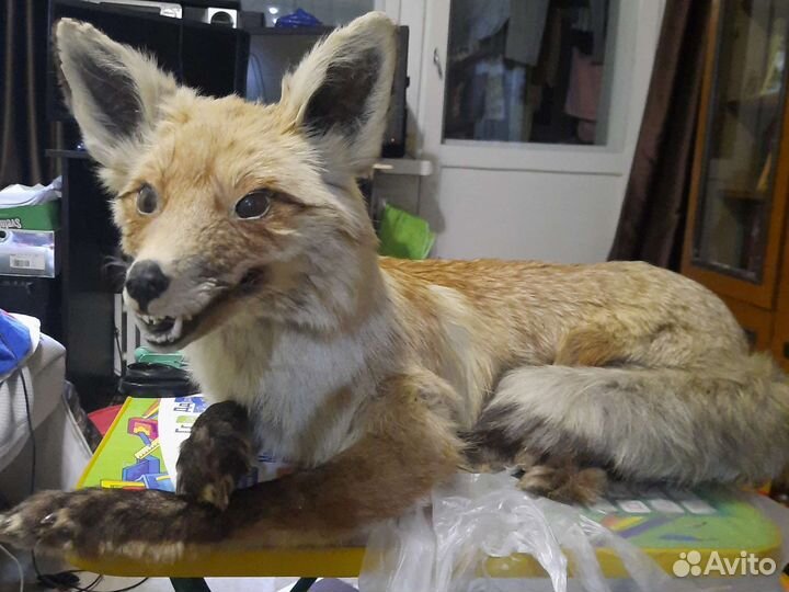 Чучело лисы