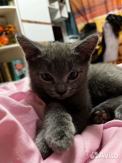 Котенок в дар
