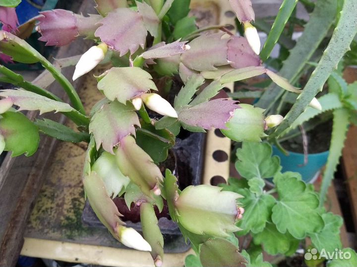 Цветы декабристы