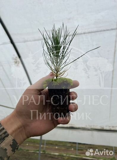 Сеянцы Лиственницы Сибирской с зкс