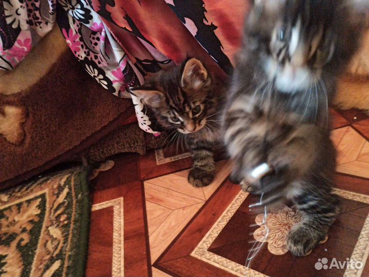 Котята мейн-кун
